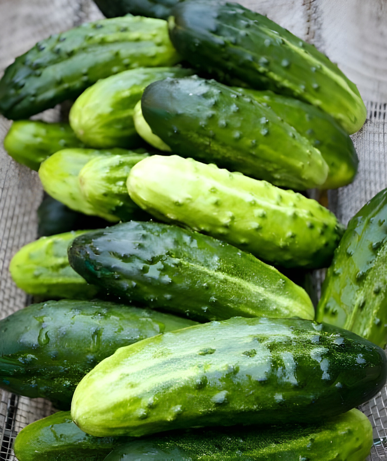 40 Heirloom Homemade Pickles Cucumber Seeds - NonGMO & Organic gallery