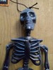 SKELETON black Hanging Plastic 32x15x5.5cm New Funky Fun Decoration gallery