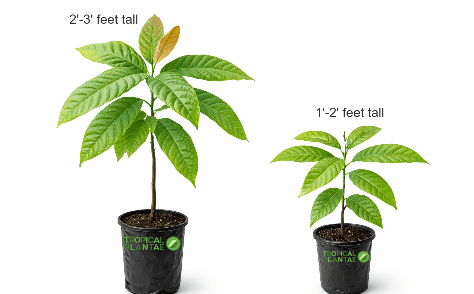 Forastero Cacao Tree (Theobroma cacao) – Live Tropical Cacao Plant – USDA gallery
