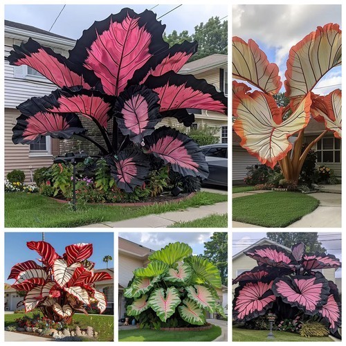 100Pcs Caladium Flower Seeds Rare Color Perennial Garden Air Bonsai gallery
