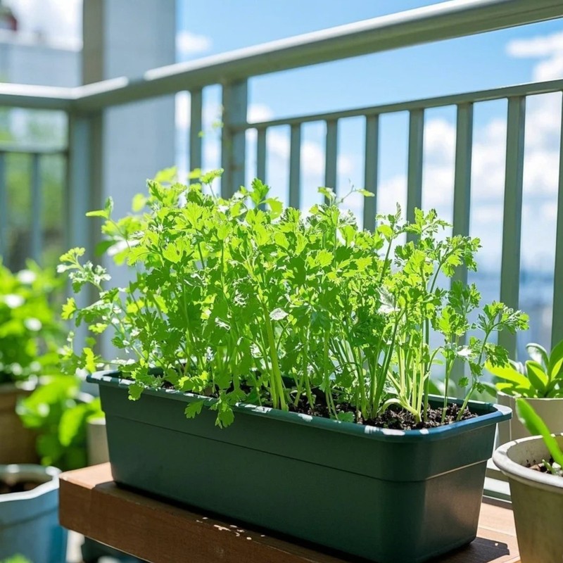 3000 Mini Celery Seeds – Chinese Small Celery for Home Garden Growing gallery