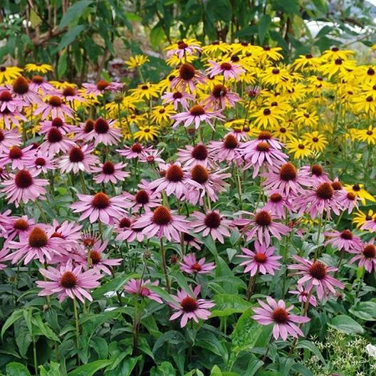 Landscaper's Pack PURPLE CONEFLOWER Echinacea Perennial Flower Non-GMO 500 Seeds gallery