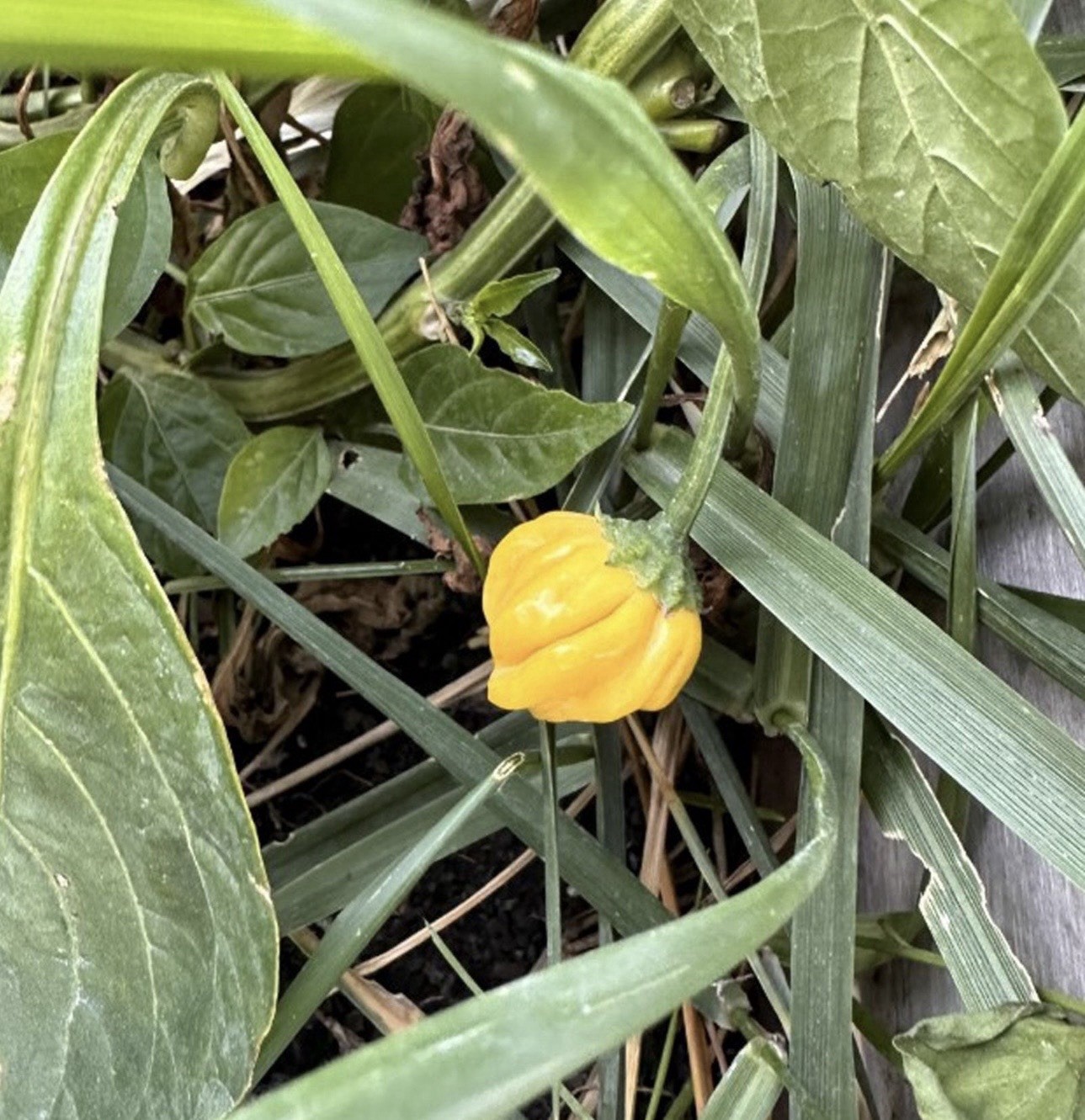 Popular!! 5 Lemon Starburst Pepper Plants!! Ready To Ship gallery