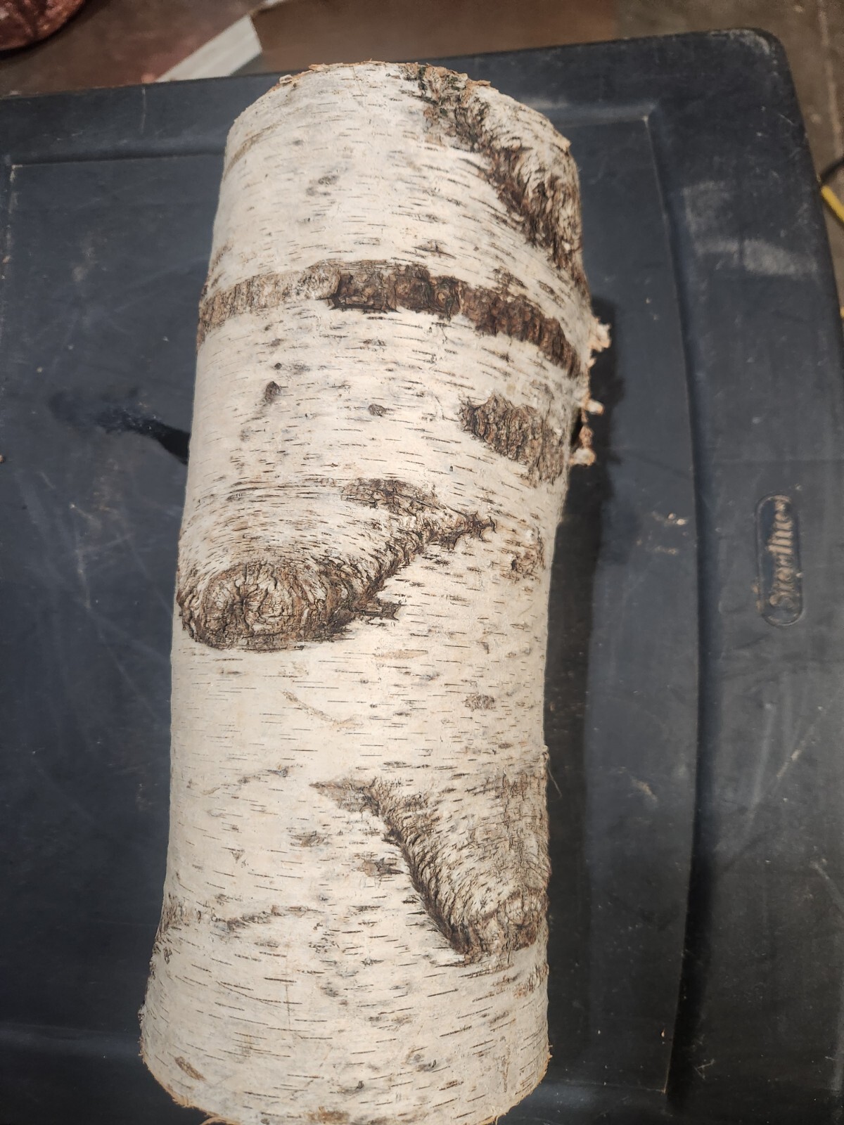 White Birch Log, Approximately 12 inches x 5 inches diameter gallery