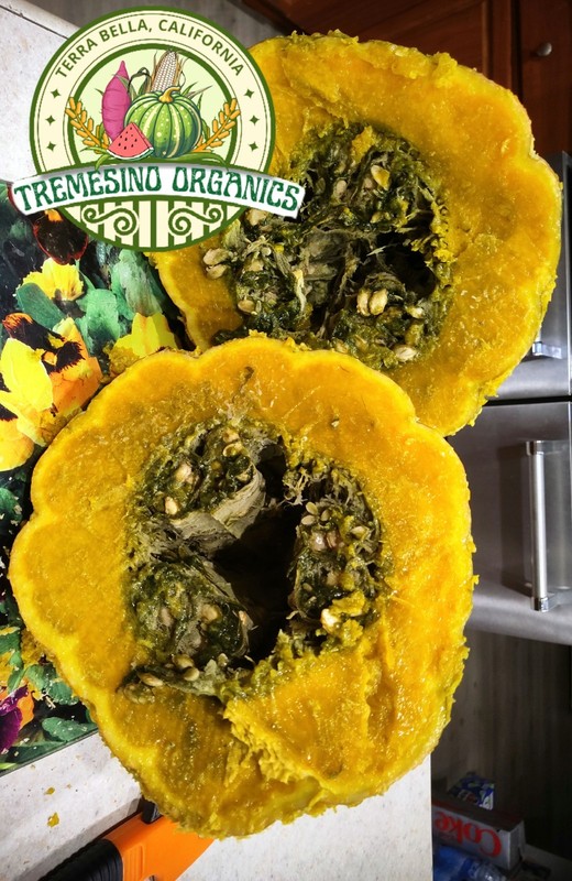 Organic Mexican Hardshell Squash 15 Seeds- Calabaza Mexicana, 15 Semillas gallery