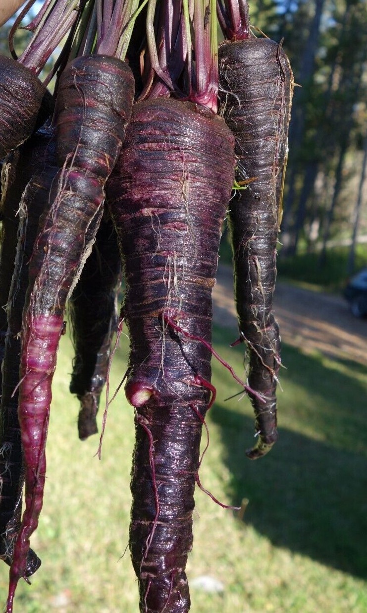 Black Nebula Carrot Seeds | Organic gallery