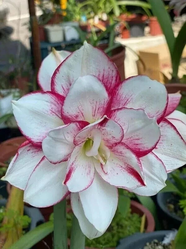Pretty Amaryllis Double Flowering Bulbs – Mix 4 Colors | Pack of 4 Bulbs gallery