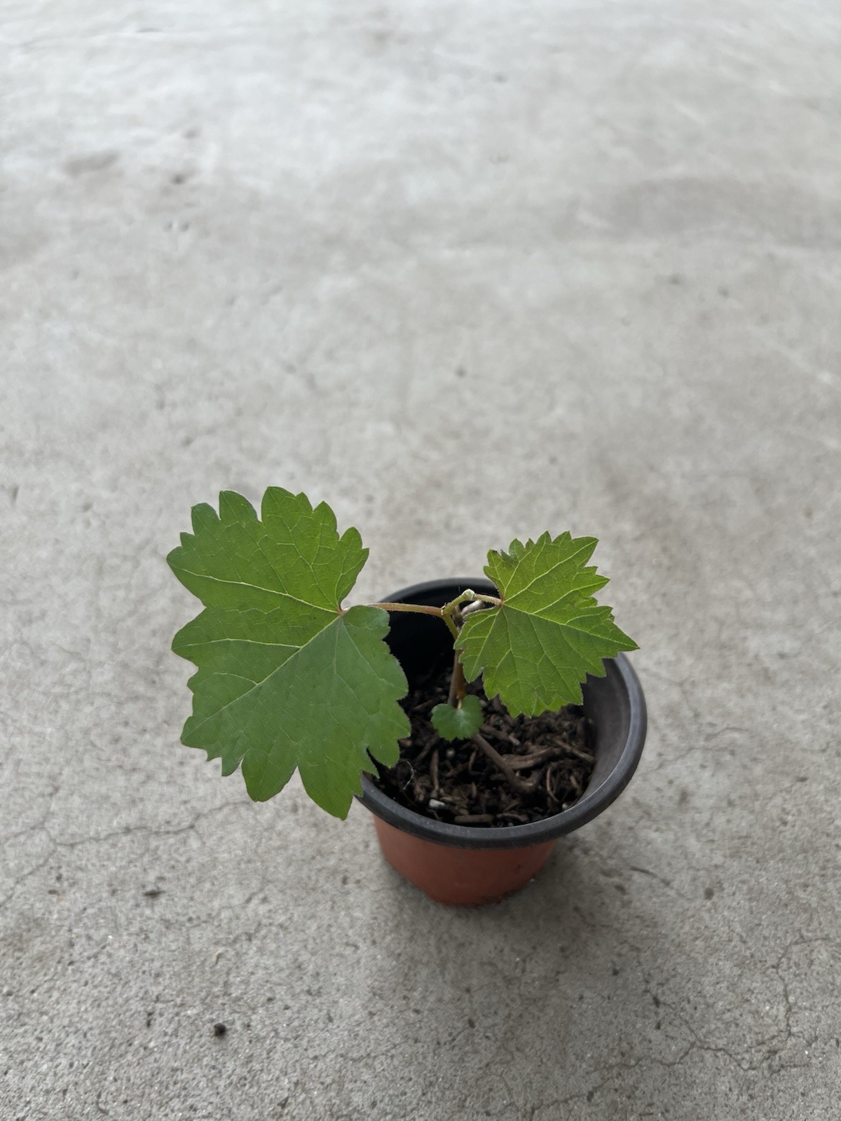 Kyoho Grape With Pot 6” Seedling Live Plant Ready To Plant gallery