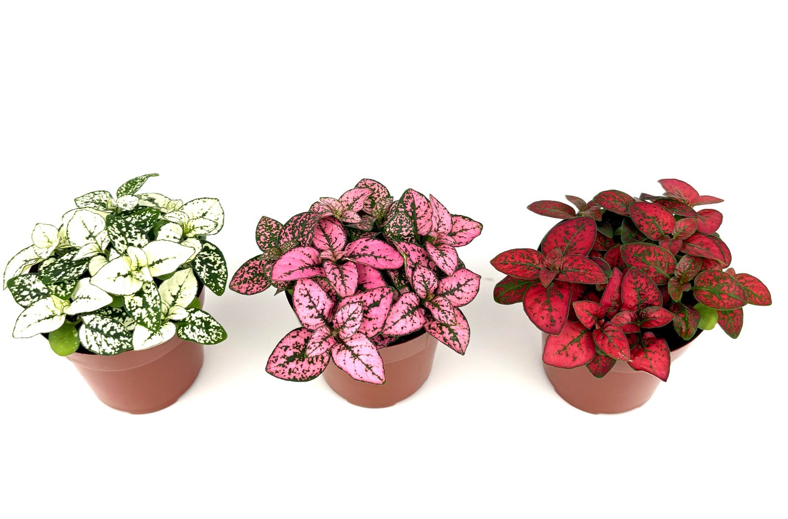 Hypoestes Splash Color Trio, Live House Plants Air Purifying, 3pk 2.5" Pots gallery