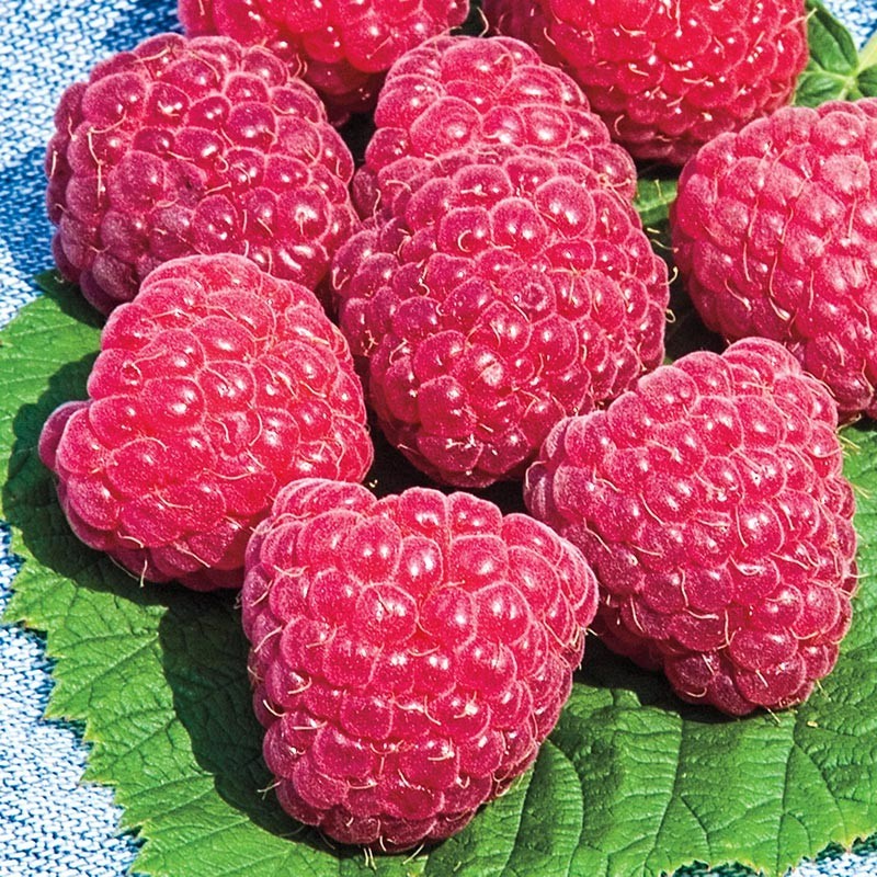 3 Raspberry Plants "Caroline" Large, Sweet Berries(3 Lg Bare Root Canes)Zone 3-8