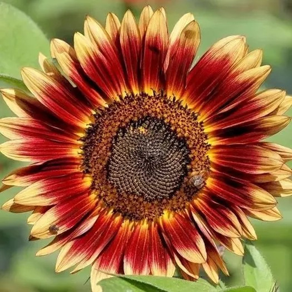 Indian Blanket Sunflower Seeds - Native Wildflower Pollinators Heirloom Non-GMO gallery