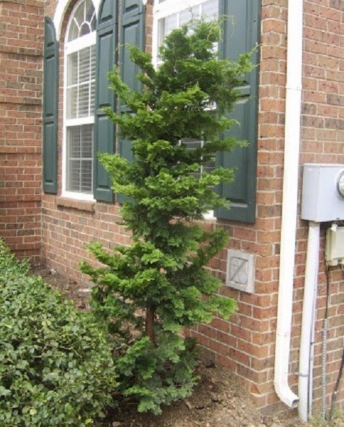 Slender Hinoki False Cypress - Live Plant - ( 2.5 QT ) gallery