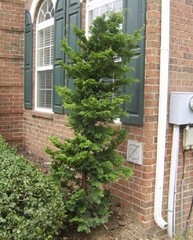 Slender Hinoki False Cypress – Live Plant – ( 2.5 QT )