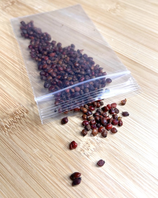 200 FLAMELEAF SUMAC TREE Seeds Shining Winged Rhus Copallina - Zones 4-9 USA gallery