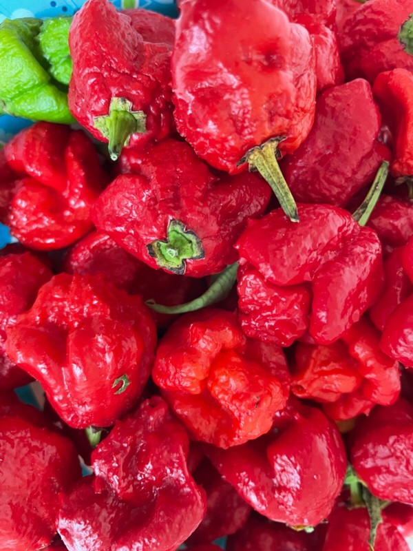 50+ Authentic Red Apocalypse Scorpion Pepper Seeds World’s hottest pepper. gallery