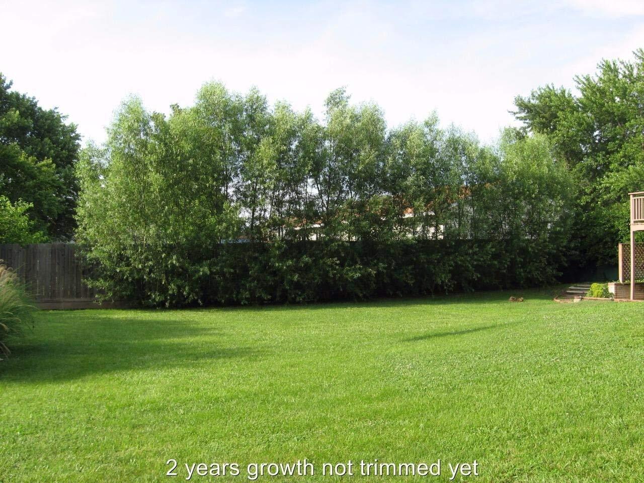 10 Austree Hybrid Willow Trees, Fastest Growing Shade or Privacy Tree - Austree gallery