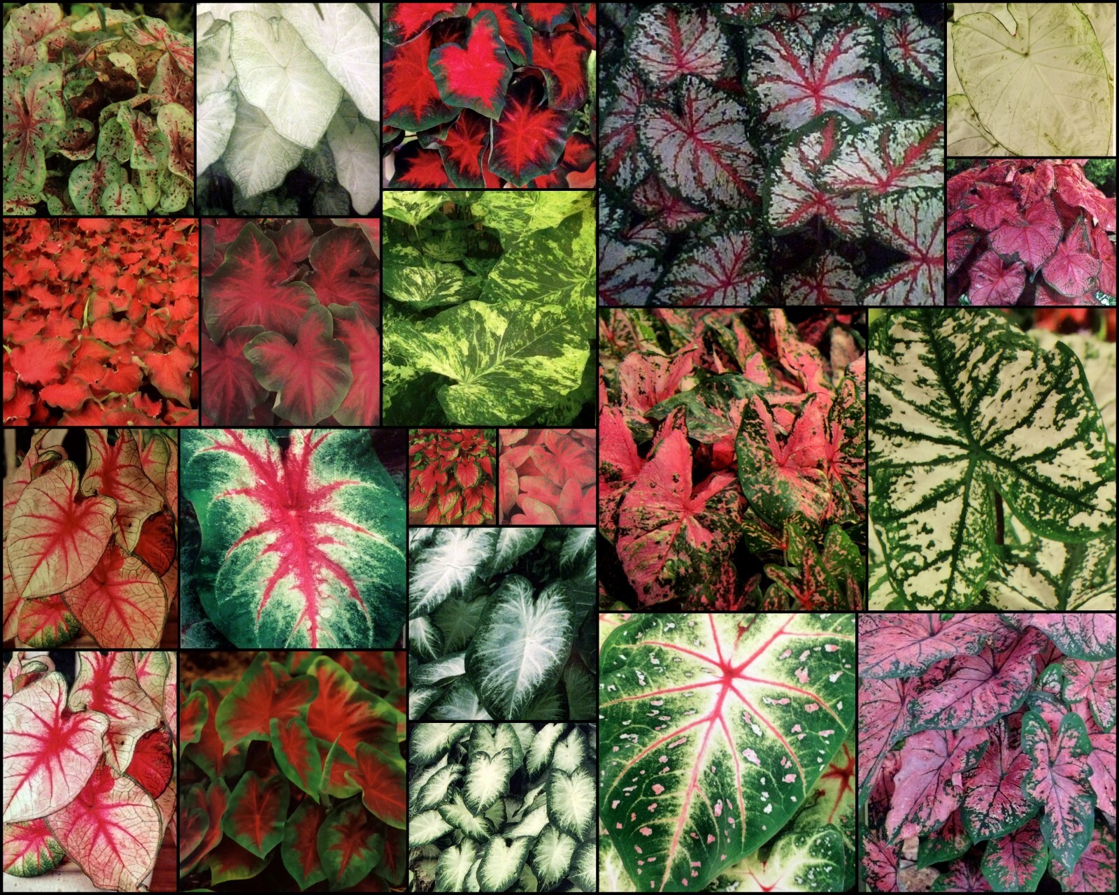 Fancy-Leaf Mix CALADIUM Bulbs~MIXED Colors~YOU CHOOSE QUANTITY~Red/Pink/White gallery