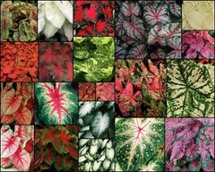Fancy-Leaf Mix CALADIUM Bulbs~MIXED Colors~YOU CHOOSE QUANTITY~Red/Pink/White