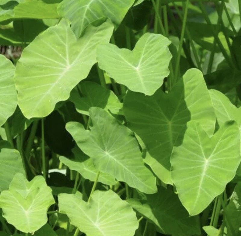 2 Sprouted Taro Root Bulbs Elephant Ear Live Plant Fresh Ready To Plant gallery