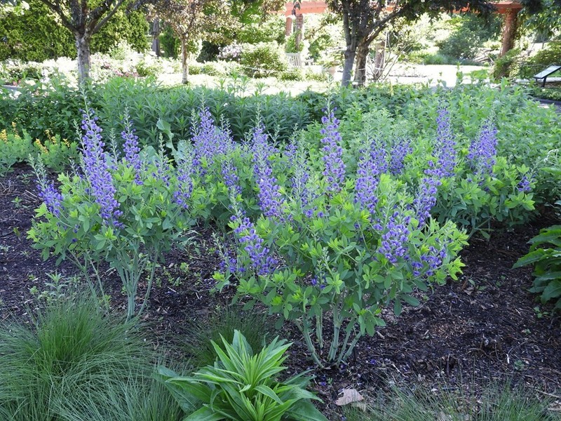 BAPTISIA AUSTRALIS~LIVE BLUE INDIGO PLANT GROWS 3-4 FEET TALL 100'S OF FLOWERS!! gallery