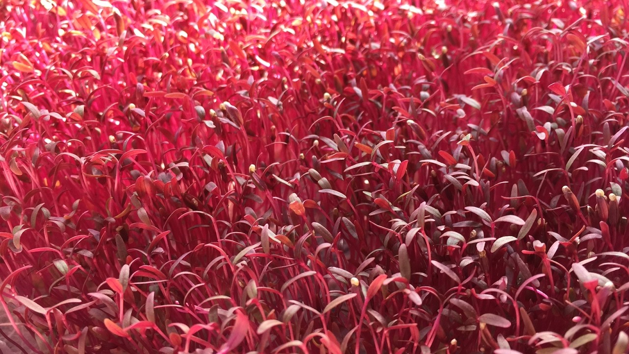 Red Garnet Amaranth Seeds, Kiwicha, NON-GMO, Variety Sizes, FREE SHIPPING gallery