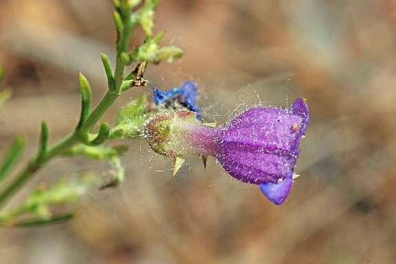 Penstemon abietinus | Fir-leaf Beardtongue | 10 Seeds gallery