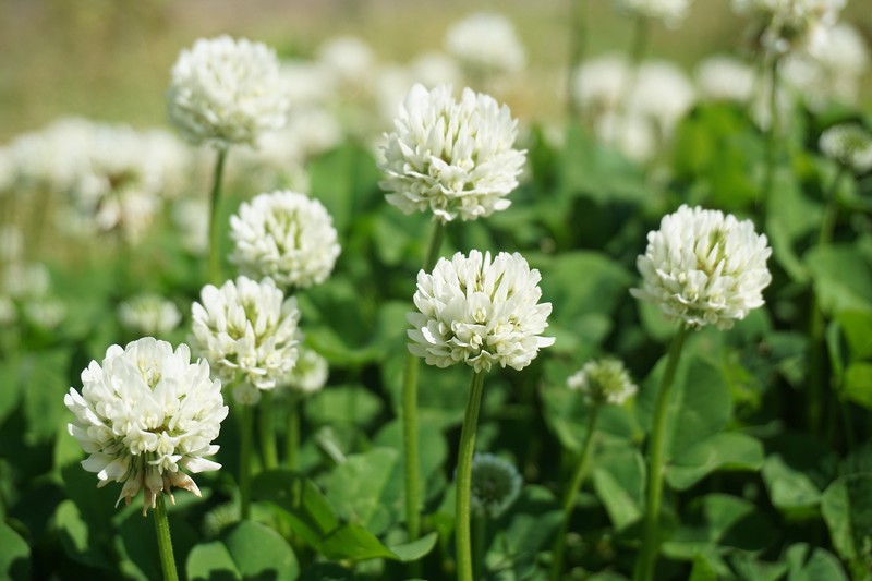 2000 MICROCLOVER Dwarf Miniature Trifolium Repens White Flower Clover Lawn Seeds gallery