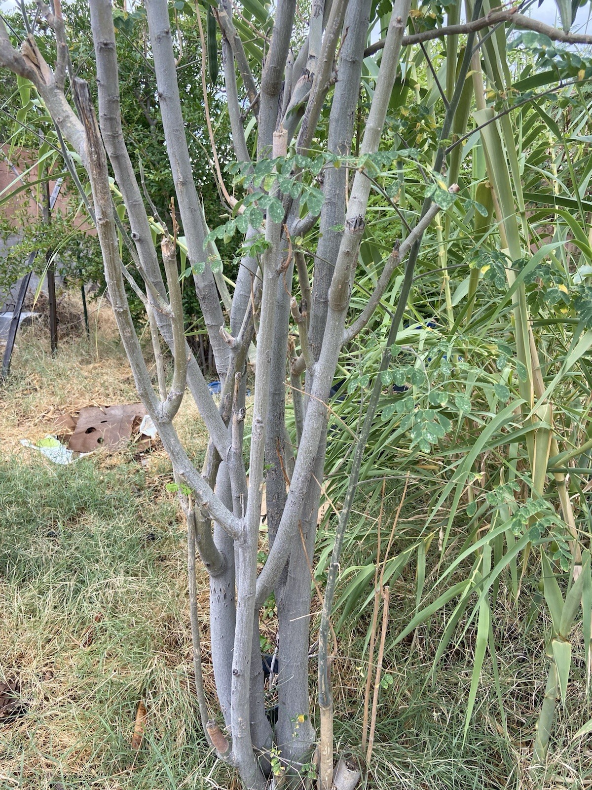 Moringa Oleifera Tree 5-10”. Live Plant 100% Organically Grown gallery