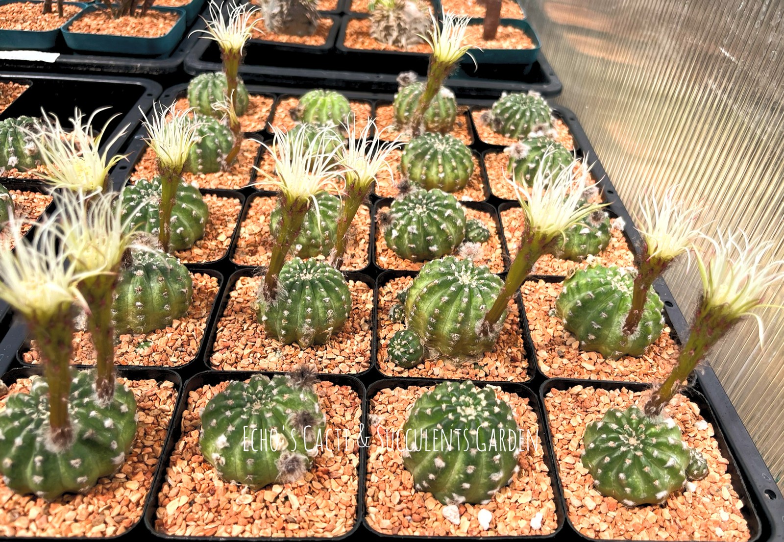 Cactus- Lobivia 'Shinshowa' 2.75" pot (white flower) gallery