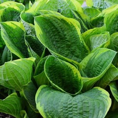 Hosta Christmas Tree 3 Roots, Summer Blooms & Green Variegated Foliage in Shade