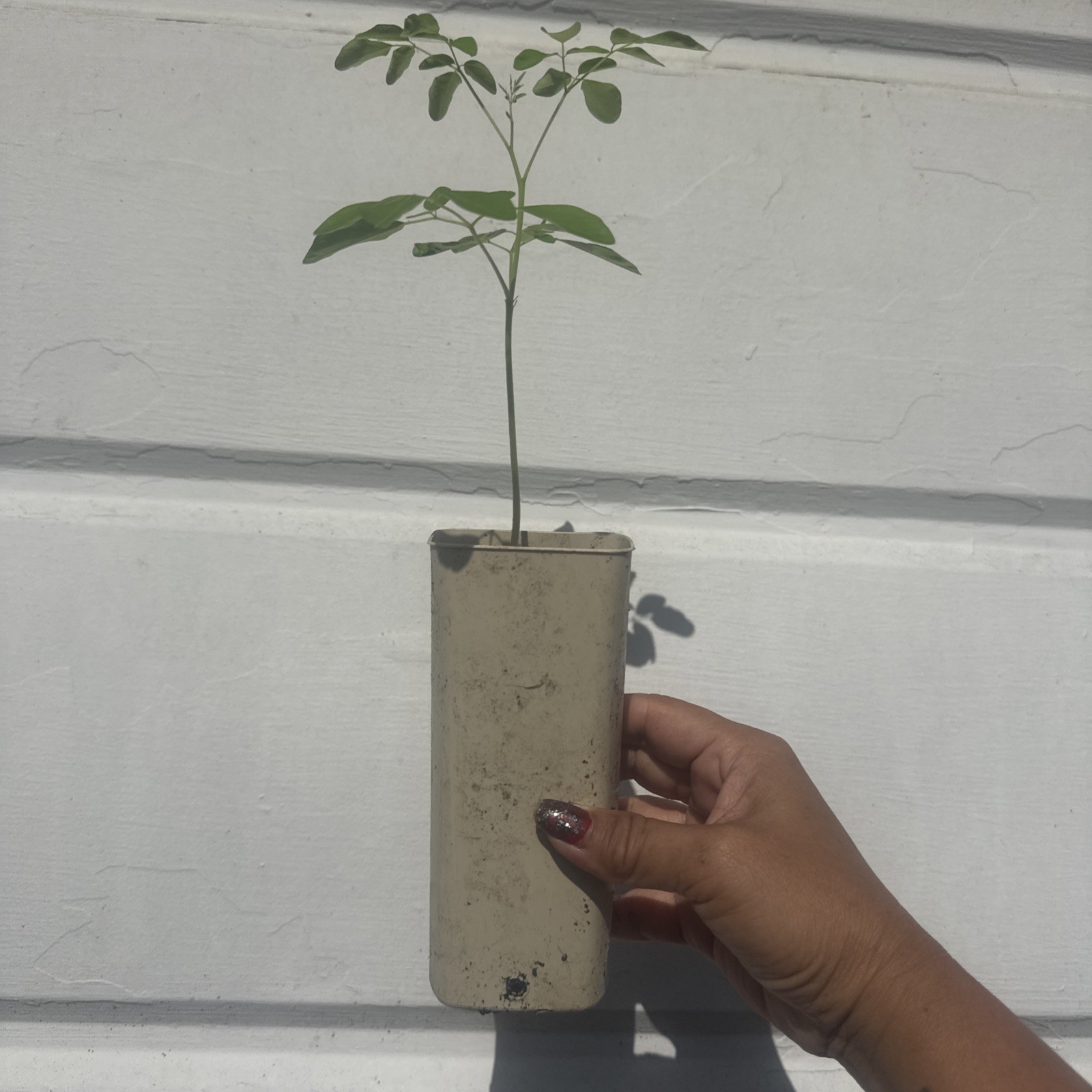 Moringa Tree Seedling 8 Inch+ Moringa Oleifera live Miracle Tree Plant READ gallery
