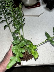 Lecanopteris luzonensus 4 inch pot Fully Rooted Rare