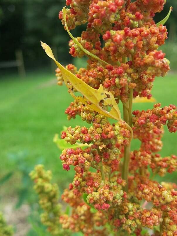 Lambsquarters, Lamb's Quarters Seeds for Planting (100 Seeds) - Chenopodium Albu gallery