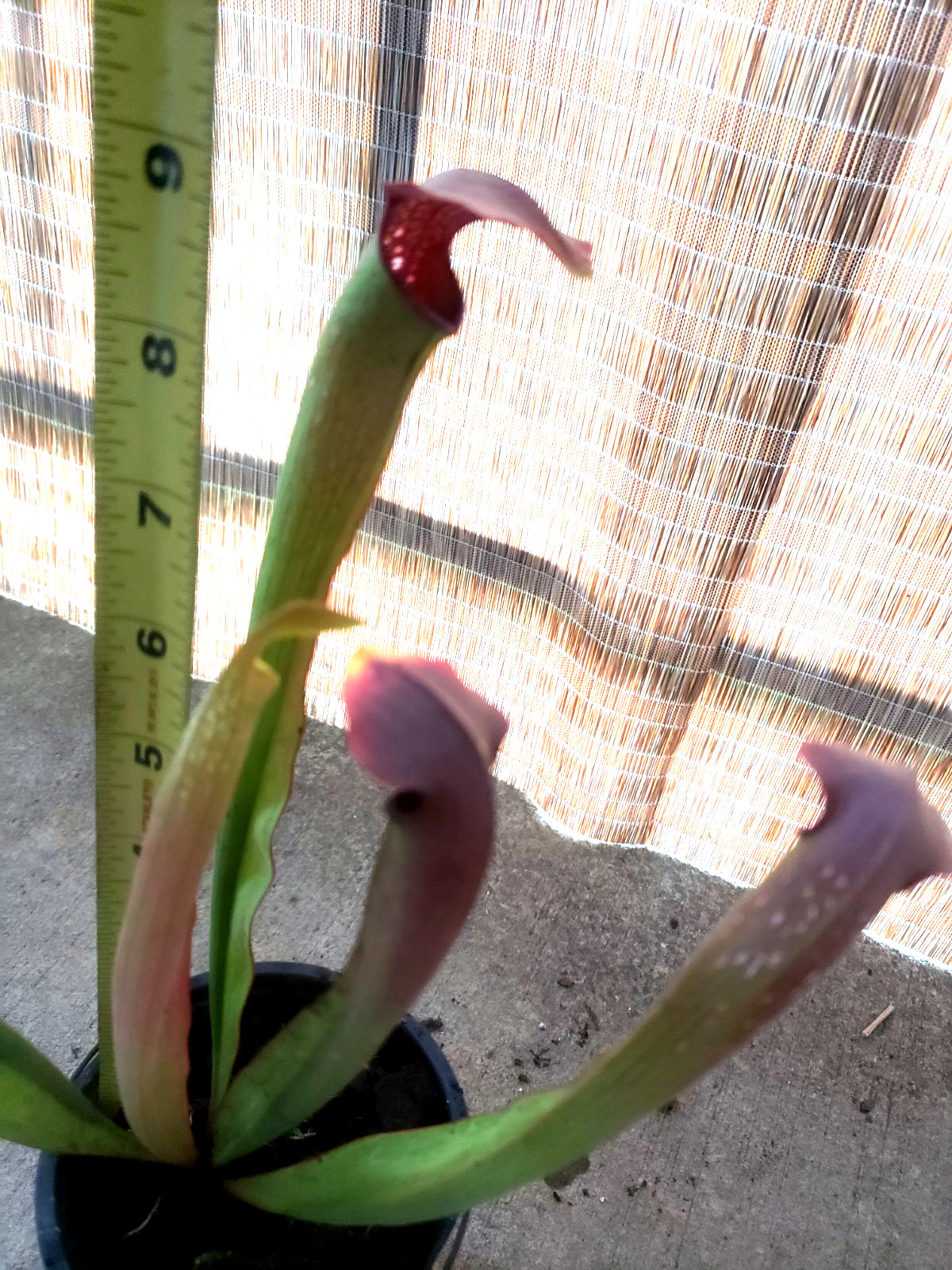 Sarracenia 'Rehderi' Carnivorous Pitcher Bog Plant gallery
