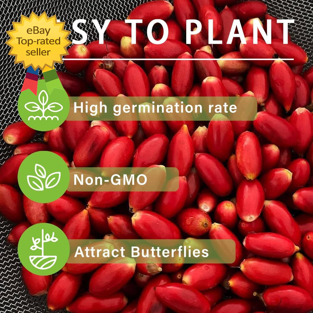 35 Tropical Miracle Berry Seeds Edible Plant Outdoor Garden Non GMO Heirloom Set gallery