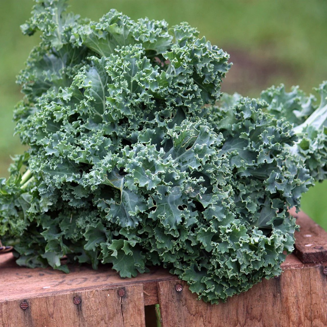 Kale Seeds - Vates Blue Scotch Curled - Non-GMO Heirloom gallery