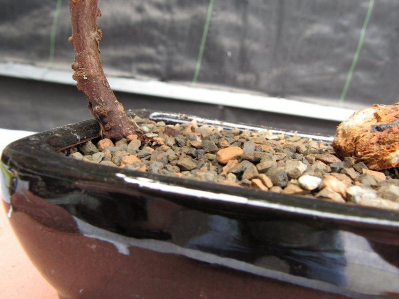 Juniper Bonsai Tree - Small gallery