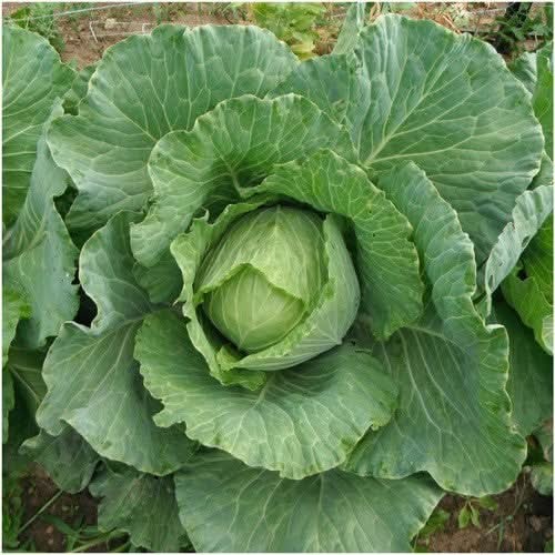 Copenhagen Market Cabbage Seeds For Planting (Brassica oleracea) gallery