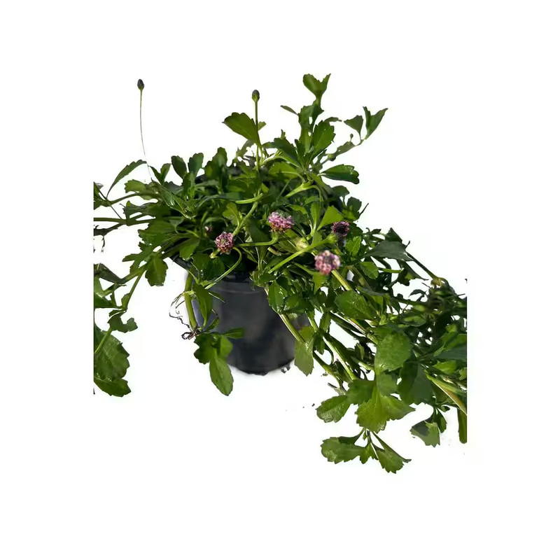 Turkey Tangle Frogfruit Spreading Plant (3-Pack) gallery