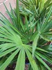 Windmill Palm Tree Seedlings / Plant, 32" - 38" Inches Tall, 1 (One) 5 Year Old gallery