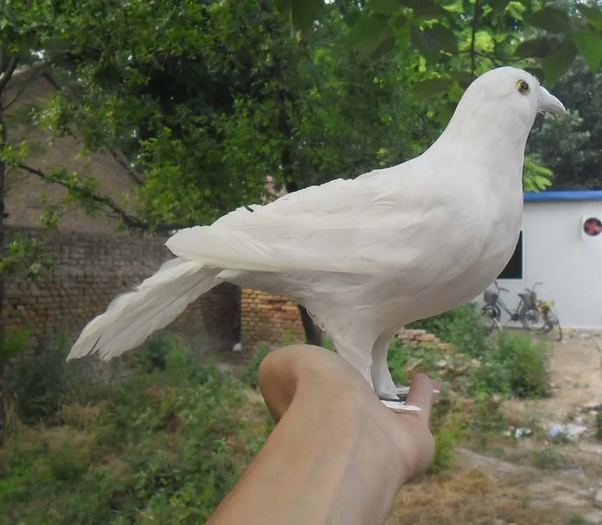 cute white simulation bird peace dove model foam&feather pegion about 30cm