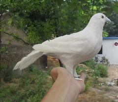 cute white simulation bird peace dove model foam&feather pegion about 30cm