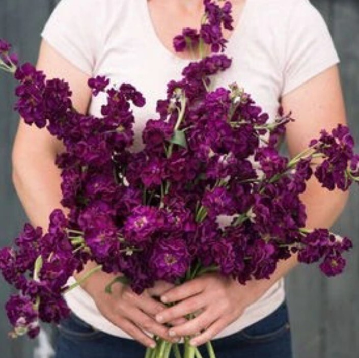 35 Purple Stock seeds gallery