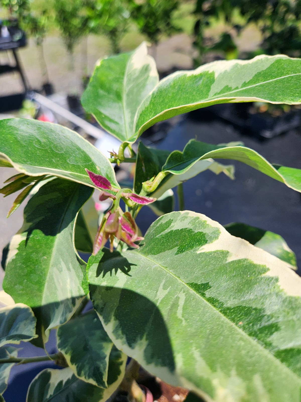 Pink Lemon Tree - Make Real Pink Lemonade! Will Fruit This Year gallery