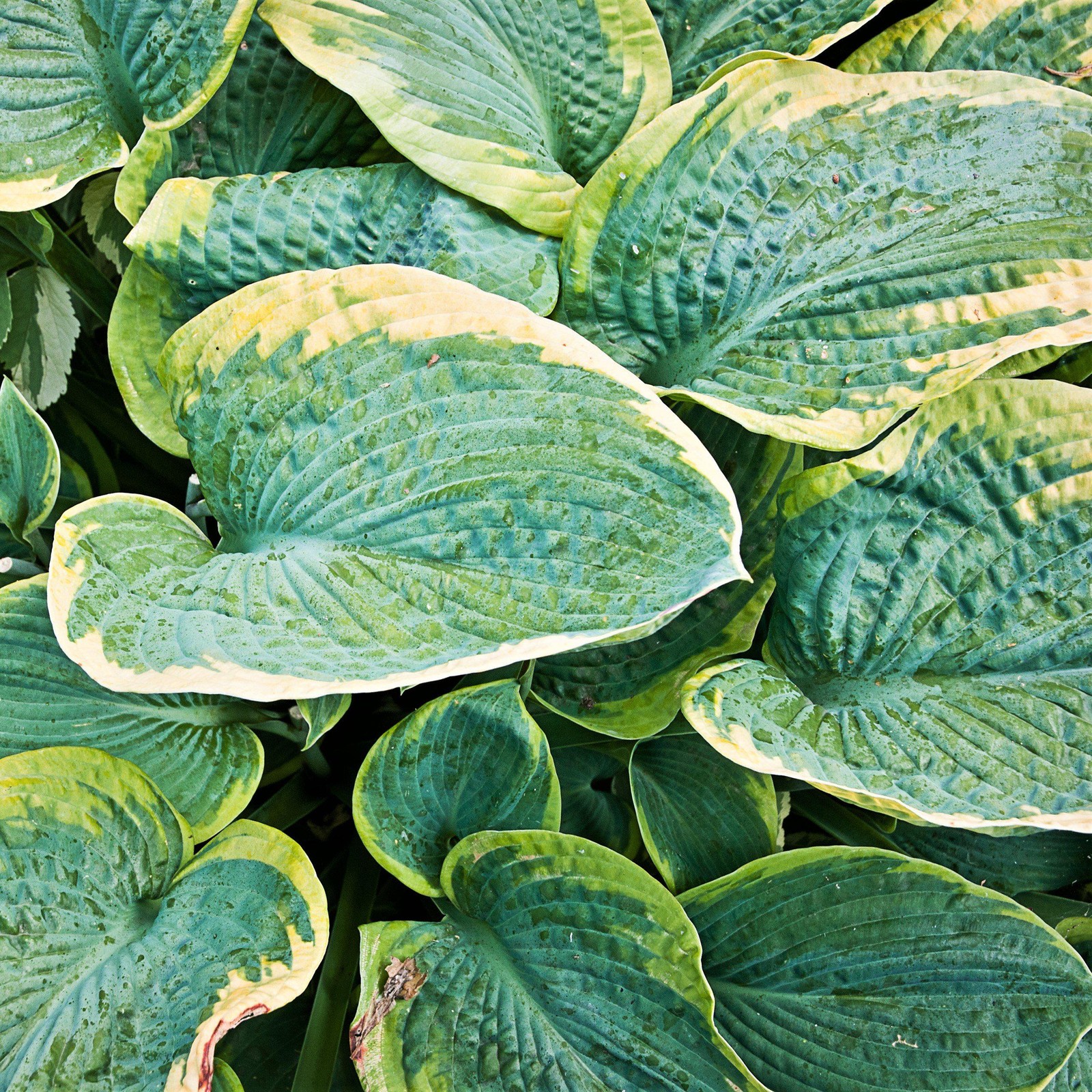 Hosta Christmas Tree 3 Roots, Summer Blooms & Green Variegated Foliage in Shade gallery