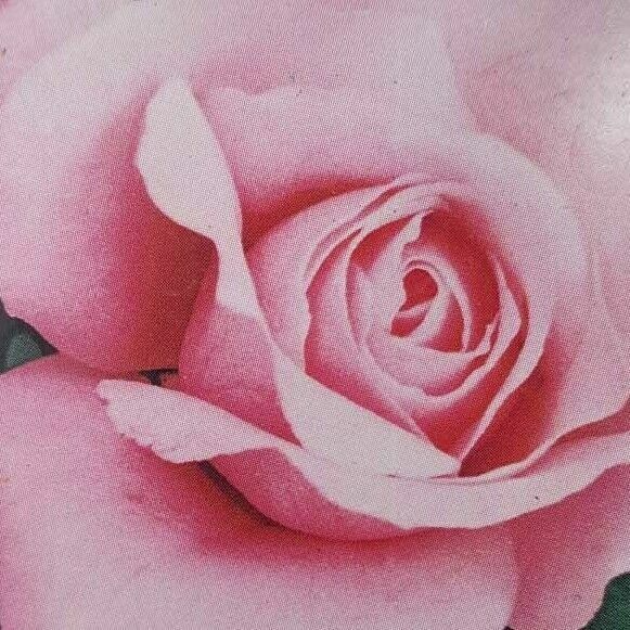 Queen Elizabeth Grandiflora 3 Gal. Pink Live Bush Plants Shrub Plant Fine Roses gallery