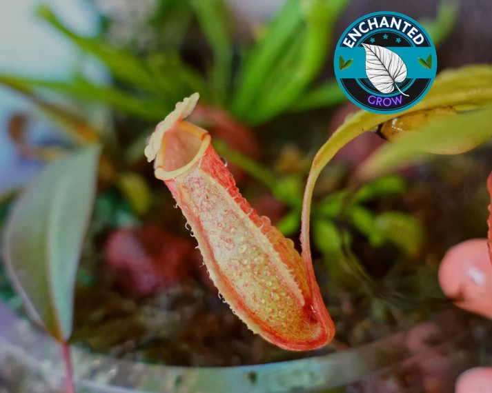 Nepenthes St. Gaya Carnivorous Pitcher Plant Nepenthes Carnivorous Plant gallery