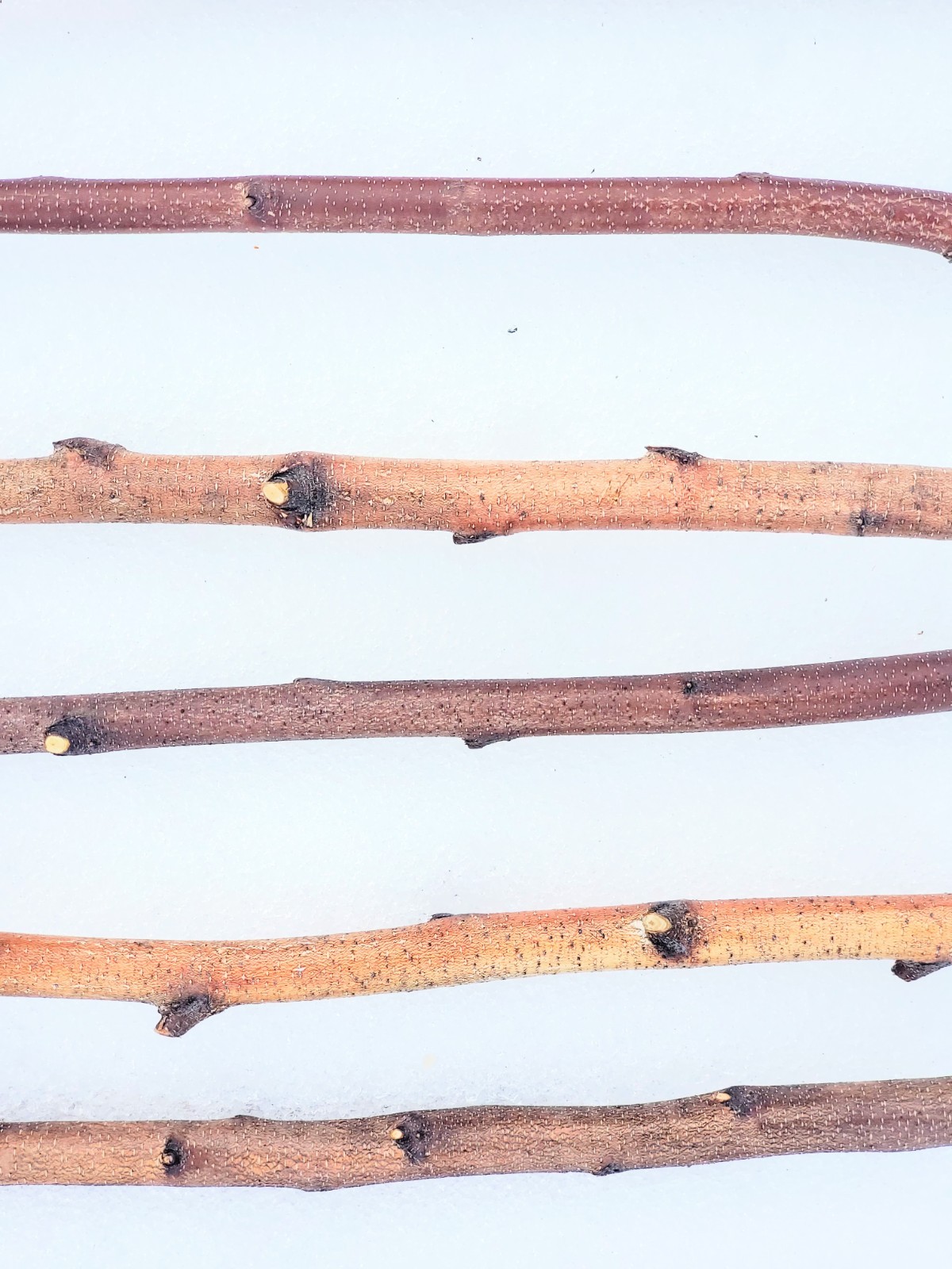 4ft. Birch Pole Assortment, 4 pc. for Wood Craft, Macrame, Rustic Curtain Rods gallery