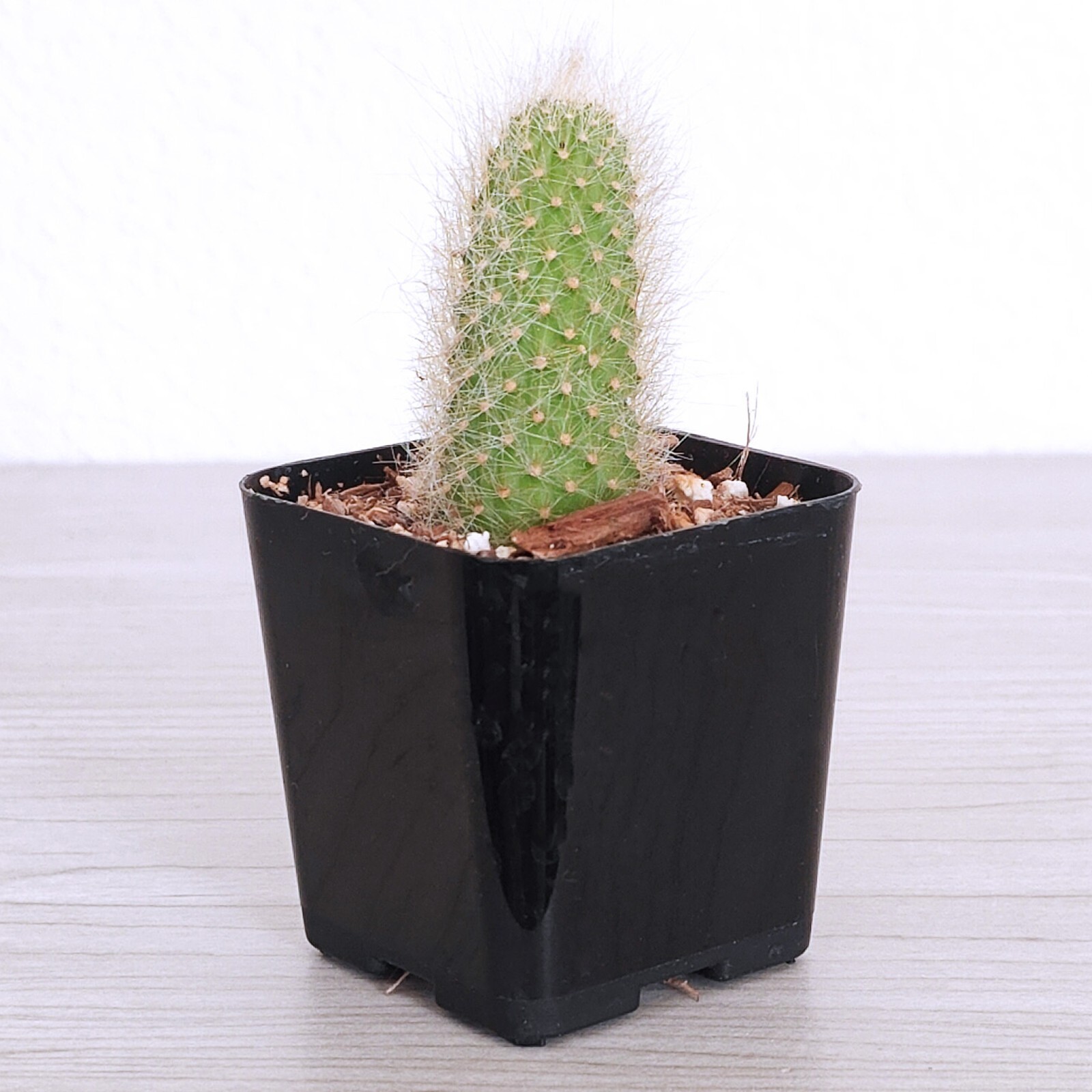 Cactus Plant - Monkey Tail - 1 inch + Long - Live Plants In 3" Pot (SM) gallery