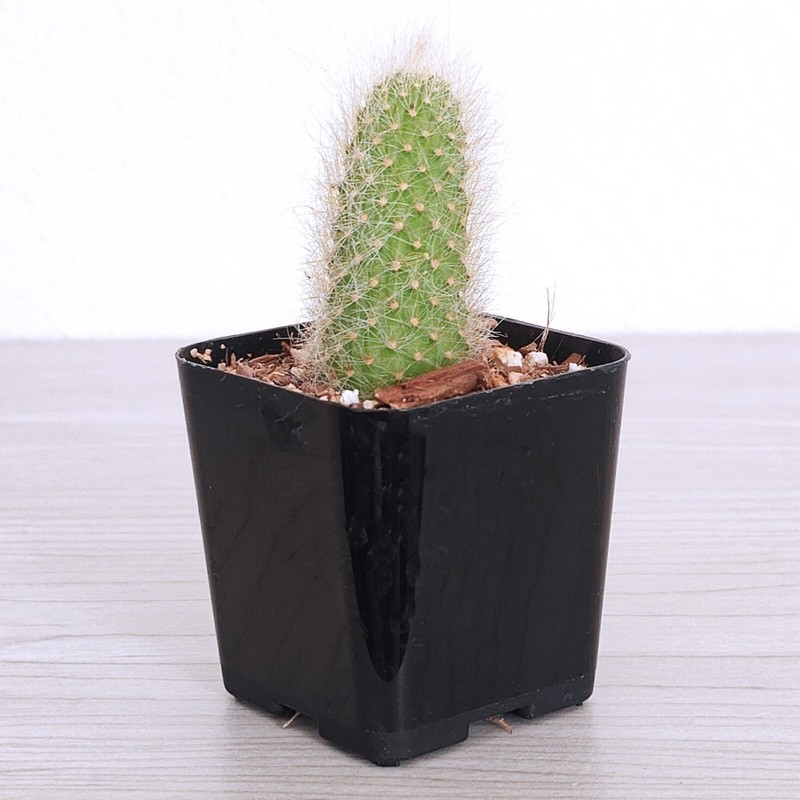 Cactus Plant - Monkey Tail - 1 inch + Long - Live Plants In 3" Pot (SM) gallery